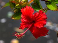 Rote Hibiscus Blüte